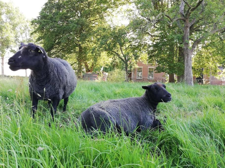 'T Winkeltje - Vakantiehuisje Op Boerderij Huize Blokland Hem Exterior foto